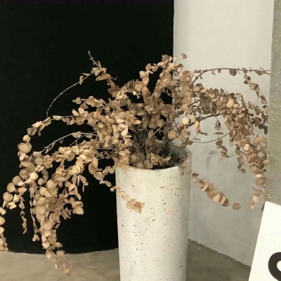 兽设沙漠场景绘制福瑞群